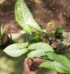 Arrowhead plant (3 plants)