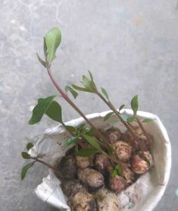 jamun plant