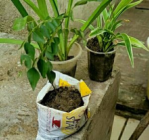 Set 3 Curry Leaves &amp;Lily &amp; Chlorophytum laxum plant