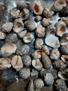 Seashells