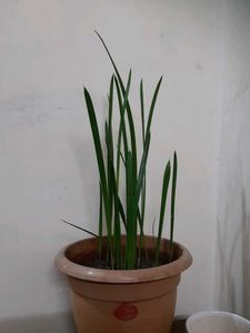 Dates Tree For Interior Decoration