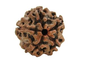 5 मुखी रुद्राक्ष | प्राकृतिक एवं ओरिजिनल पांच मुखी