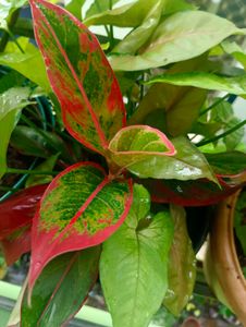 6 Variegated  Plants