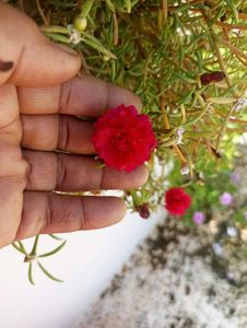 Combo Of 3 Plants @ Low Price