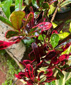 Croton Plant