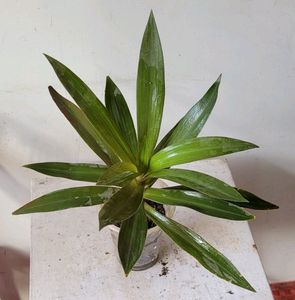 Moses-in-the-Cradle Plant🌵&amp; Pot Indoor/Outdoor