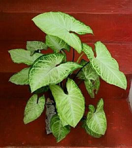🌵 Set 2 Arrowhead plants,,🌲