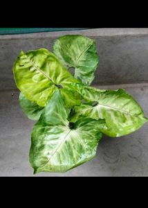 Different Varieties Plants Combo