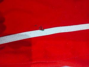 Red Polo Sport Track Pants