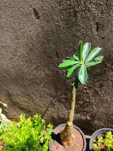 3 Plants In Combo Saplings With Free Delivery