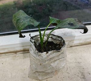 Combo of plants