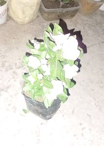 Hybrid Vinca Live Plants