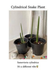 Cylindrical Snake Plant 🌱