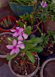 Combo Of 4 Plants