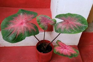 Caladium Alocasia Plant🌵& Pot