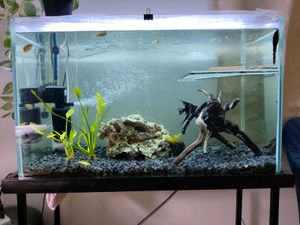 Texas Holey Rock for aquascaping.