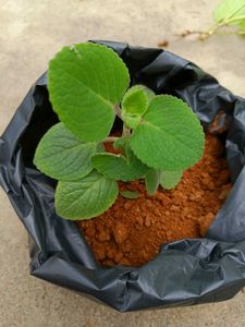 Holy Basil Plant (Tulsi)
