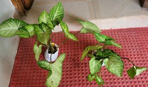 Set 3 Arrowhead Plants 🪴