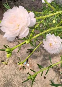 5 Colours Moss Rose Plant