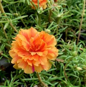 5 Colours Moss Rose Plant