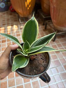 Snake Plant in Decorative Pot