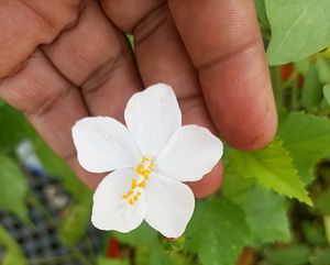 Freshly Harvested White Adenium Seeds