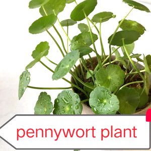 11 Plants Mixed Varieties Well Rooted