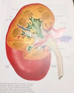 Book Family Health An Illustrated Guide
