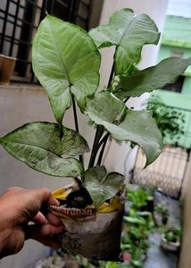 Pack 2 Evergreen Arrowhead Plant 🌵&amp; Pot