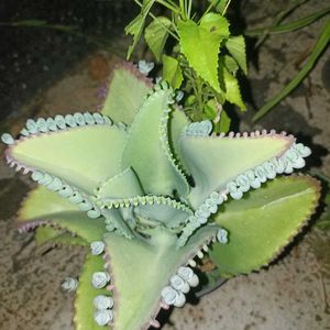 Combo Of 3 Plants