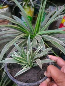 Spider Plant - Easy to Care For!