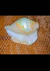 Exotic Seashell Decor