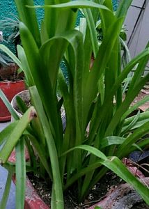 🌵 Plant Cheers Crinum Lily