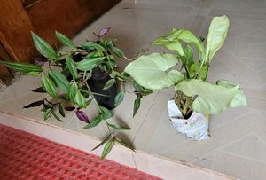 2) zebronics &amp; Arrowhead Plants 🌴