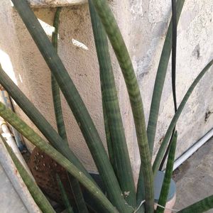 Cylendrica Plant's Baby
