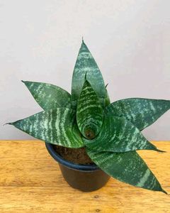 Diwali offer 🎇  Snake Plant in small black Pot