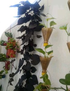 Black Money Plant Sweet Potato Vine