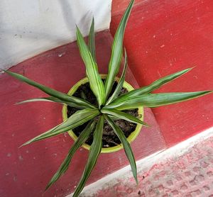 Agave Attenuata Small  Heat Tolerant &amp; Pot