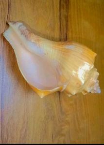Natural Seashell Decor