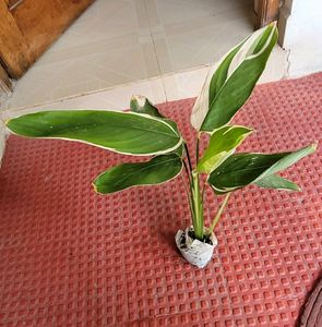Pack 2🪴Dieffenbachia Seguine,&amp; Nevernever.Plant