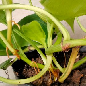 Brazil Pothos