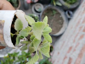 2 Plant With Root