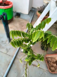 Chekurmanis Live Plant