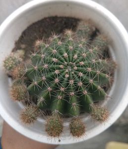 Full Grown Ball Cactus