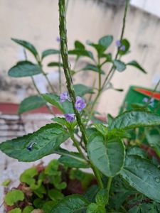 Blue Snakeweed / Porterweed Seeds
