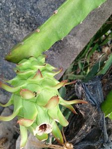 Dragon Fruit Live Plant
