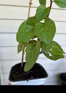 Malabar Spinach (Basella alba),