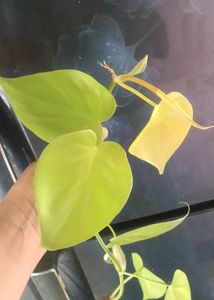 Philodendron lemon lime cutting