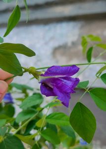 Aparajita Purple Flower Plant