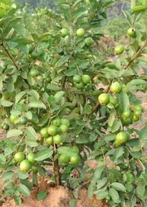 Guava Leaf